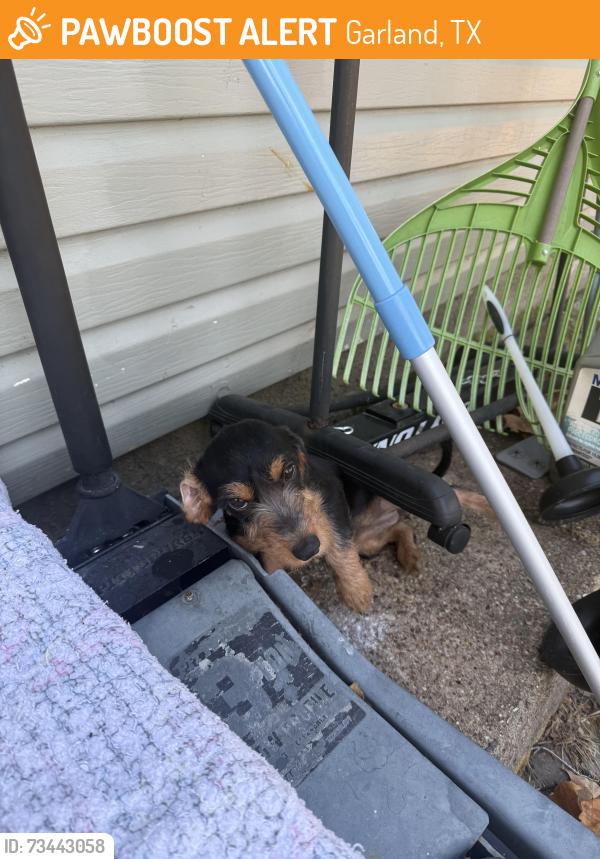 Found/Stray Female Dog last seen Edgefield and 5th, Garland, TX 75040