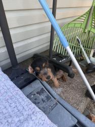 Found/Stray Female Dog last seen Edgefield and 5th, Garland, TX 75040