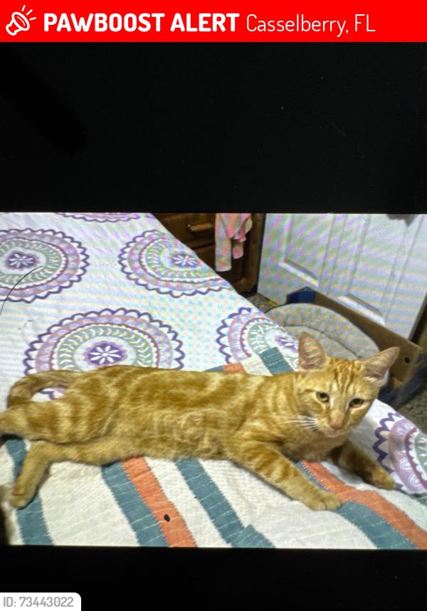 Lost Male Cat last seen Near orrington Payne place Casselberry 32707 fl, Casselberry, FL 32707