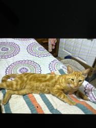 Lost Male Cat last seen Near orrington Payne place Casselberry 32707 fl, Casselberry, FL 32707