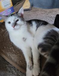 Found/Stray Male Cat last seen West Ave j-8, Lancaster, CA 93534
