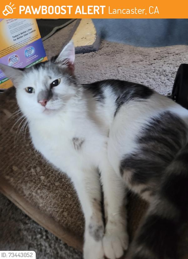 Found/Stray Male Cat last seen West Ave j-8, Lancaster, CA 93534