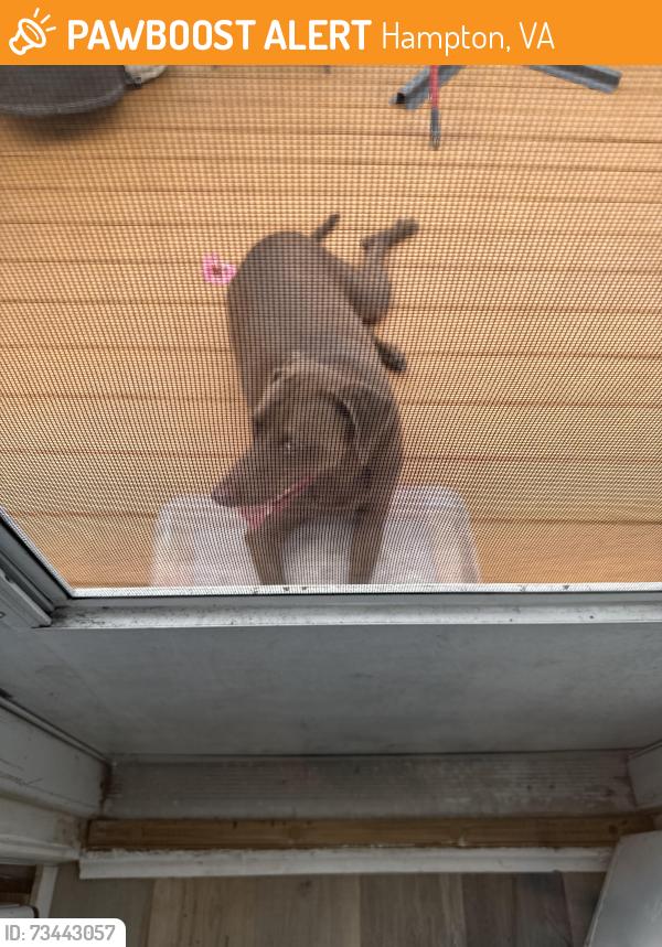 Found/Stray Male Dog last seen Apple Ave, Hampton, VA 23661