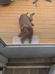Found/Stray Male Dog last seen Apple Ave, Hampton, VA 23661