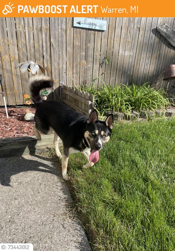 Found/Stray Male Dog last seen Between Ryan Road And Stephens Road, Warren, MI 48091