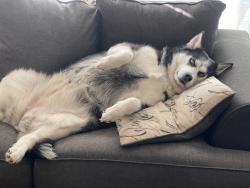 Lost Female Dog last seen Highland Drive, Sutter Creek, CA 95685