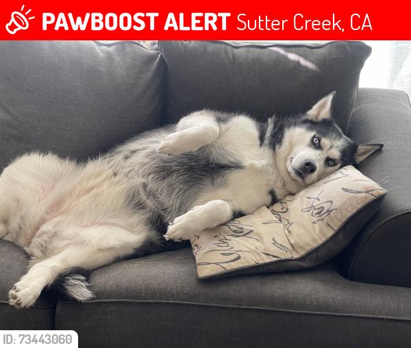 Lost Female Dog last seen Highland Drive, Sutter Creek, CA 95685