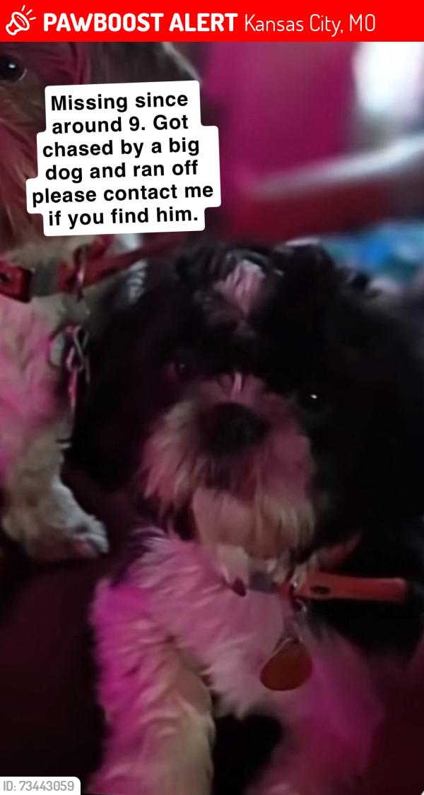Lost Male Dog last seen Myrtle, independence ave, Kansas City, MO 64124