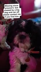 Lost Male Dog last seen Myrtle, independence ave, Kansas City, MO 64124