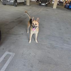 Found/Stray Unknown Dog last seen Imperial, Lynwood, CA 90262