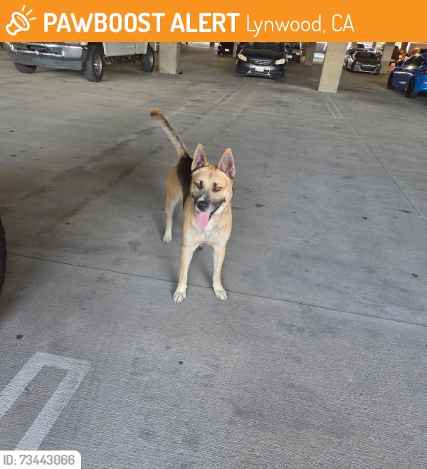 Found/Stray Unknown Dog last seen Imperial, Lynwood, CA 90262