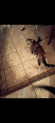 Reunited Female Cat last seen Marsden St/Sullivan Ave, Ocoee, FL 34761