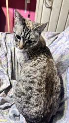Lost Female Cat last seen av emiliano zapata y av saturno, Ecatepec de Morelos, Méx. 