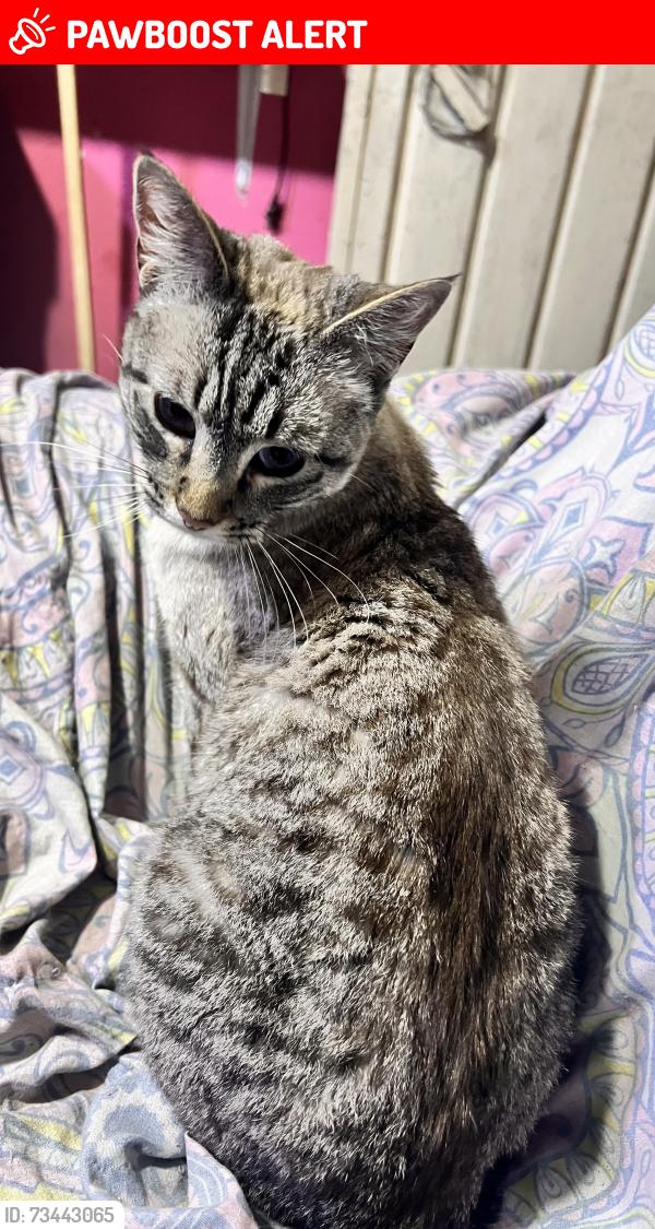 Lost Female Cat last seen av emiliano zapata y av saturno, Ecatepec de Morelos, Méx. 