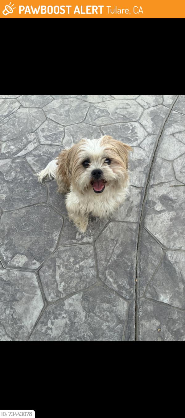 Found/Stray Male Dog last seen Streight down, Tulare, CA 93274