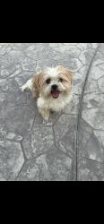 Found/Stray Male Dog last seen Streight down, Tulare, CA 93274