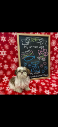 Lost Female Dog last seen Stadium dr, Phenix City, AL 36867
