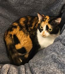 Lost Female Cat last seen Stone brook neighborhood, Maumee, OH 43537
