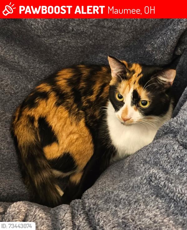 Lost Female Cat last seen Stone brook neighborhood, Maumee, OH 43537