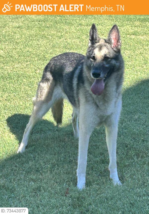 Found/Stray Female Dog last seen Wood Kirk cove, Memphis, TN 38018