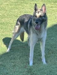 Found/Stray Female Dog last seen Wood Kirk cove, Memphis, TN 38018