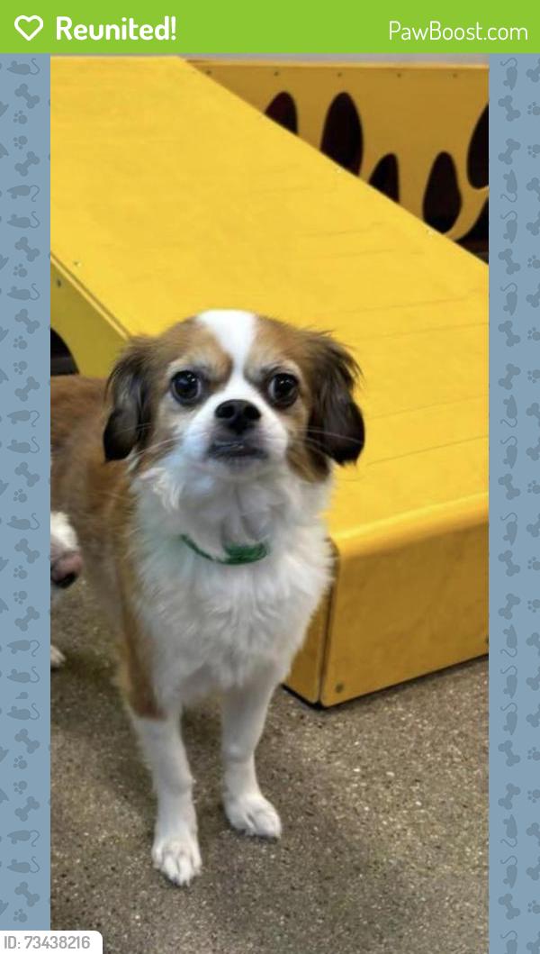 Reunited Male Dog last seen Guadalupe and Medina (Dobson ranch), Mesa, AZ 85201