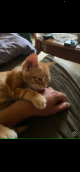 Lost Male Cat last seen Highland road, Kitchener, ON 