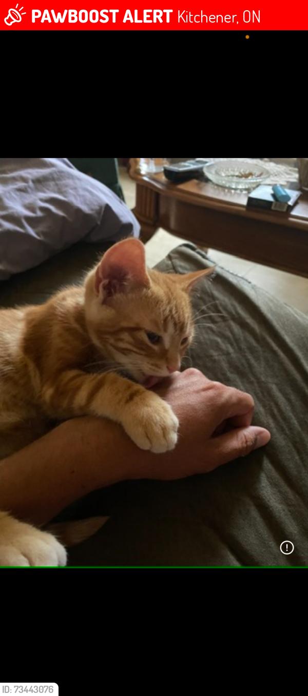 Lost Male Cat last seen Highland road, Kitchener, ON 