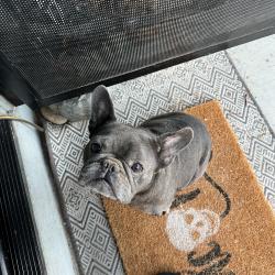 Reunited Female Dog last seen 55th st San Diego ca 92105, San Diego, CA 92105