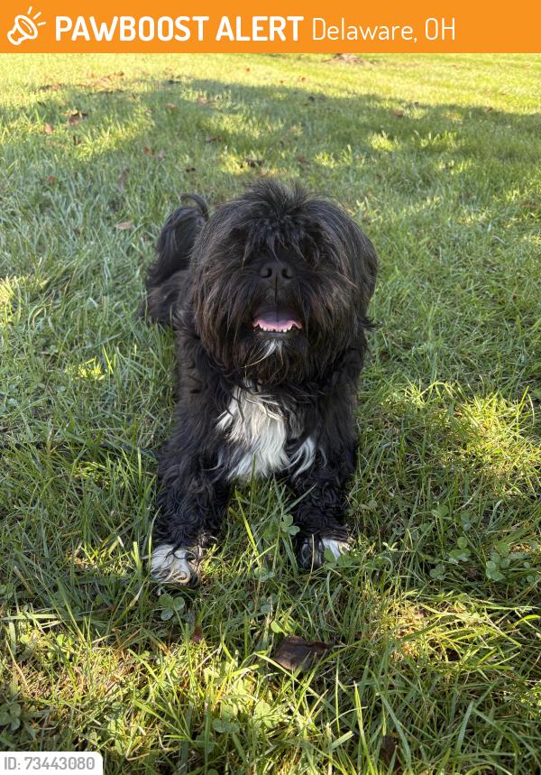 Found/Stray Male Dog last seen Oakhurst Drive, Kensington Drive, behind The BMV and Bruce Road apmts, Delaware, OH 43015
