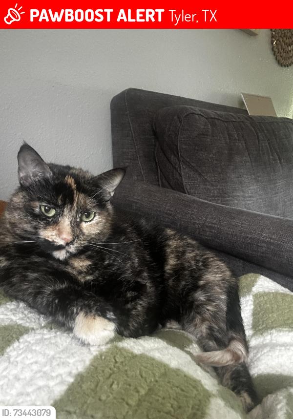 Lost Female Cat last seen Troup Walmart, Tyler, TX 75703