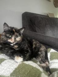 Lost Female Cat last seen Troup Walmart, Tyler, TX 75703