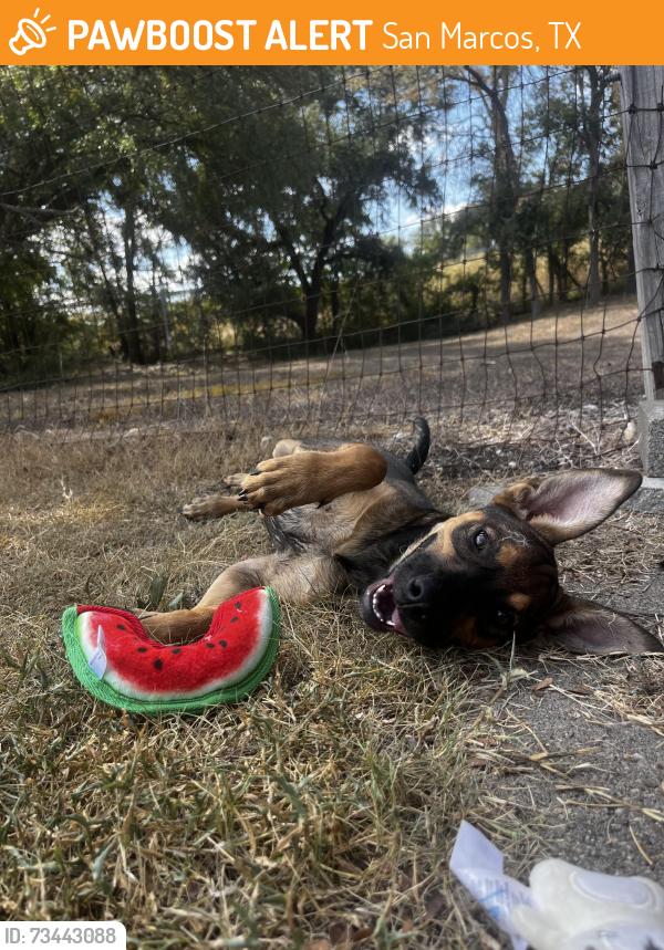 Found/Stray Female Dog last seen Texaco on TX-123 and Ridge Dr, San Marcos, TX 78666