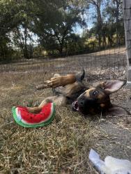 Found/Stray Female Dog last seen Texaco on TX-123 and Ridge Dr, San Marcos, TX 78666