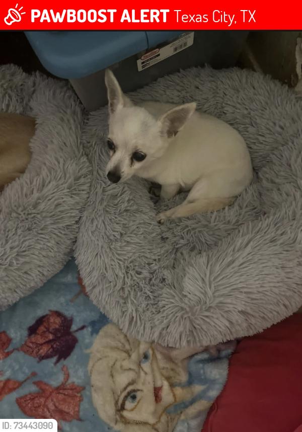 Lost Female Dog last seen Pelican Harbor/ Herons Landing, Texas City, TX 77590