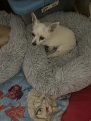 Lost Female Dog last seen Pelican Harbor/ Herons Landing, Texas City, TX 77590