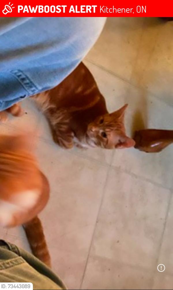 Lost Male Cat last seen Heiman Street / Highland, Kitchener, ON 