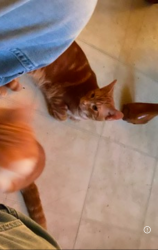Lost Male Cat last seen Heiman Street / Highland, Kitchener, ON 