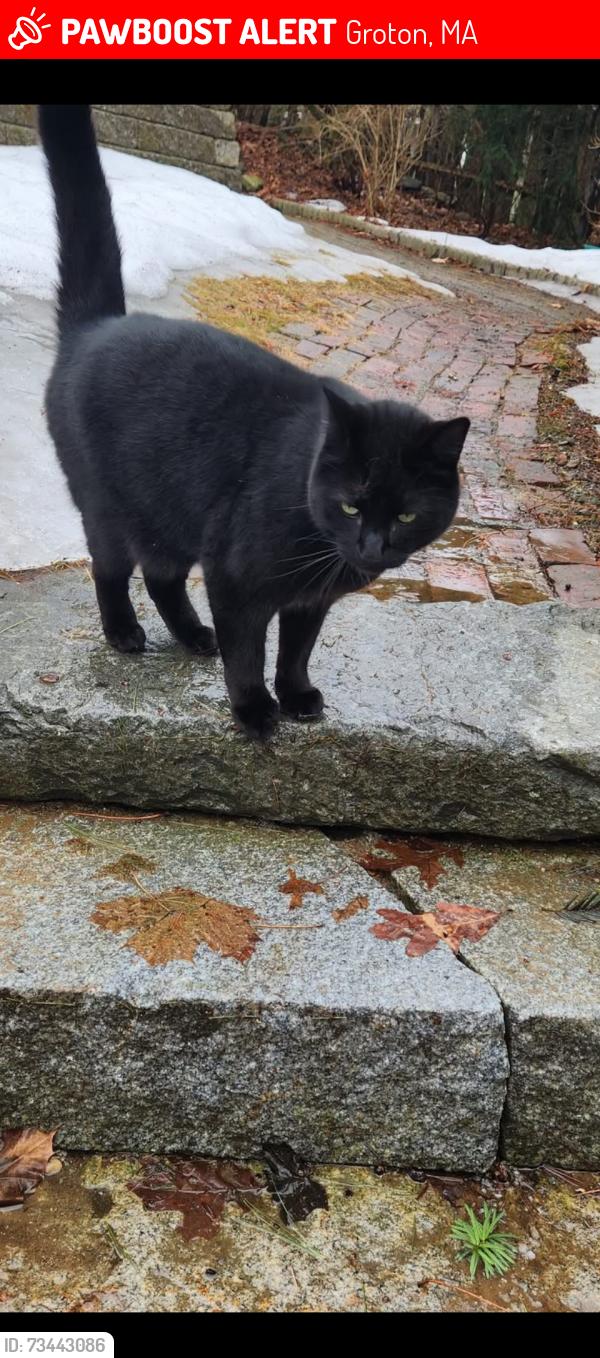 Lost Male Cat last seen Lost lake Road, Groton, MA 01450