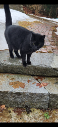 Lost Male Cat last seen Lost lake Road, Groton, MA 01450