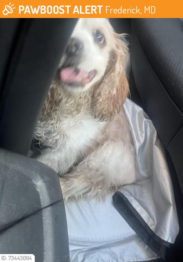 Found/Stray Unknown Dog last seen frederick, Frederick, MD 21702