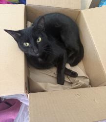 Lost Female Cat last seen Broadway and Woody, right across from Jamison Middle School, Pearland, TX 77581