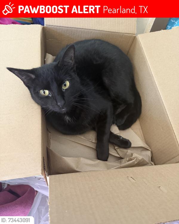 Lost Female Cat last seen Broadway and Woody, right across from Jamison Middle School, Pearland, TX 77581