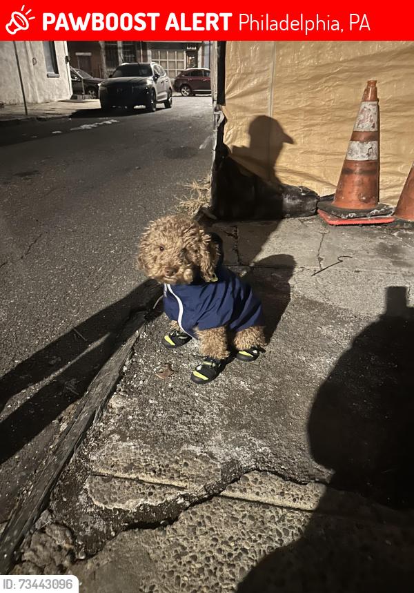 Lost Male Dog last seen Venango & pacific, Philadelphia, PA 19140