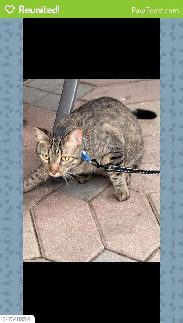 Reunited Female Cat last seen Belmont Ave & Kolmar St, Chicago, IL 60641