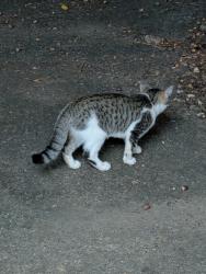 Found/Stray Male Cat last seen Linney's mountain road, Taylorsville, NC 28681