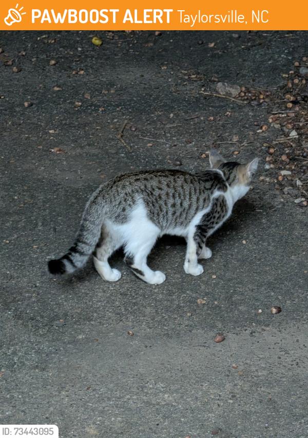 Found/Stray Male Cat last seen Linney's mountain road, Taylorsville, NC 28681