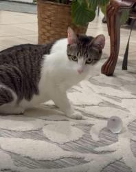 Lost Male Cat last seen Pointview, Orlando, FL 32836