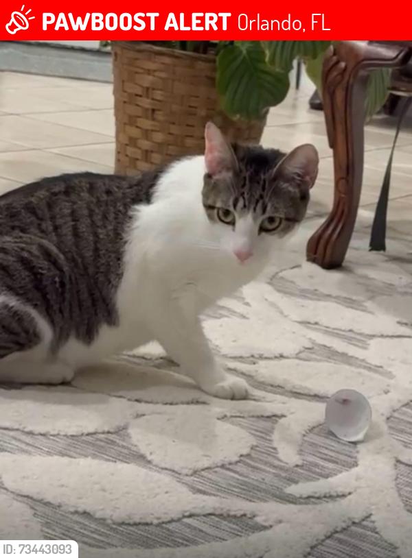 Lost Male Cat last seen Pointview, Orlando, FL 32836
