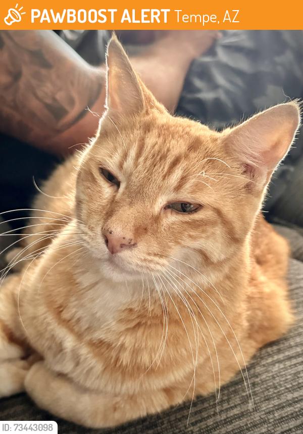Found/Stray Male Cat last seen Kiwanis Park, Tempe, AZ 85283